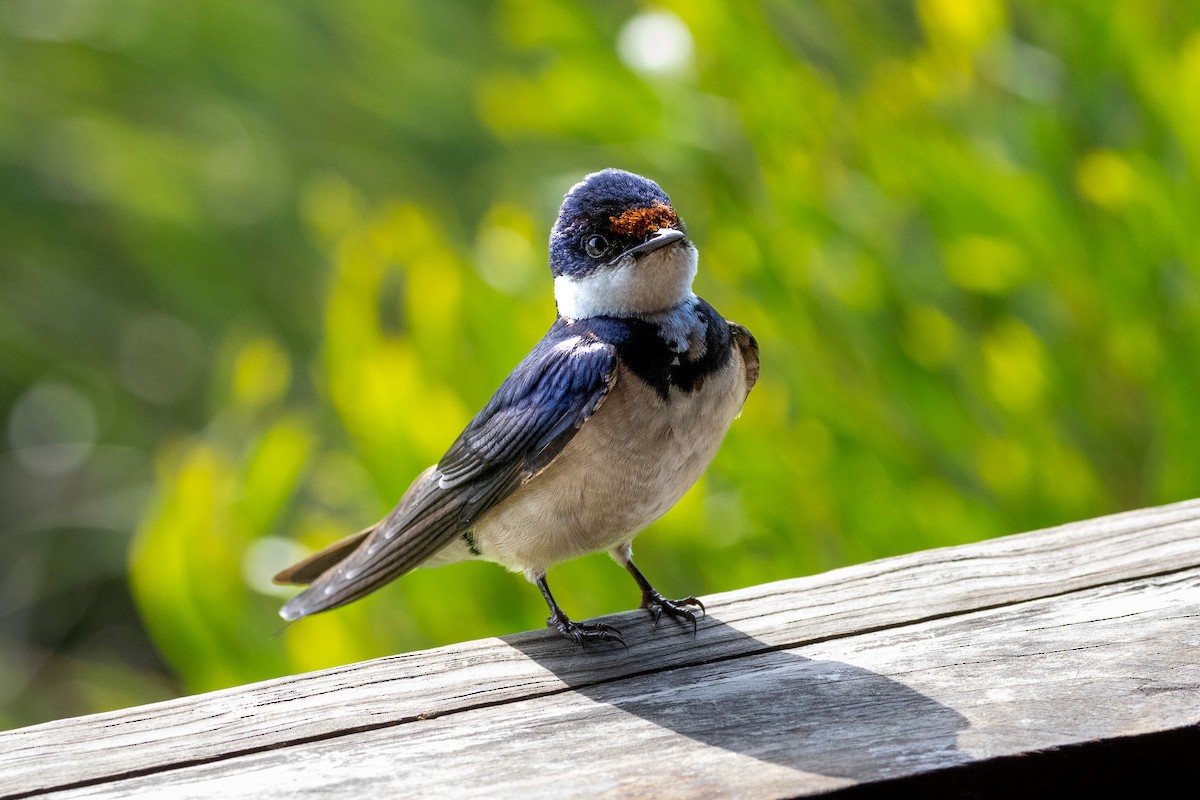 White-throated Swallow - ML646733115