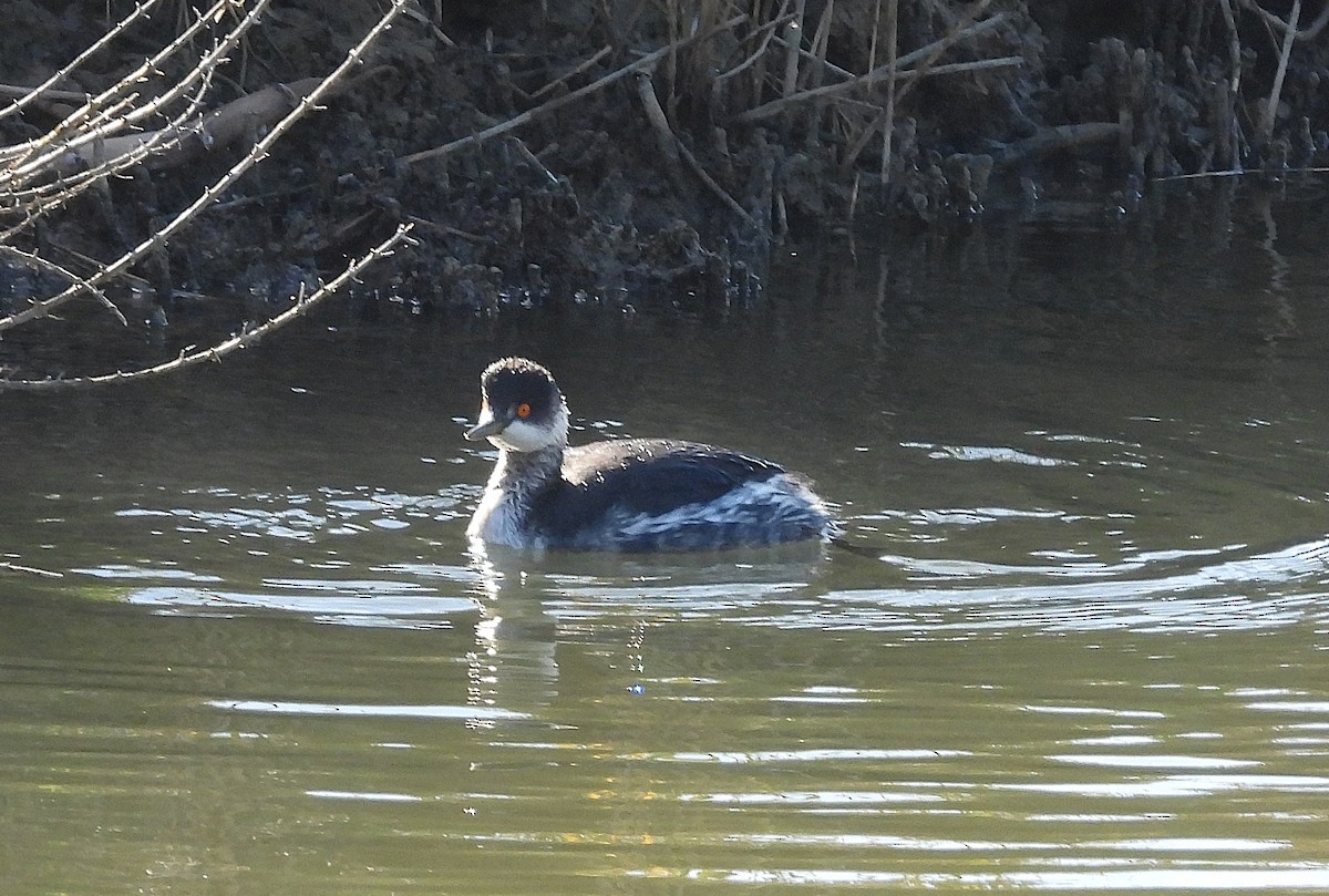 Eared Grebe - ML646733116