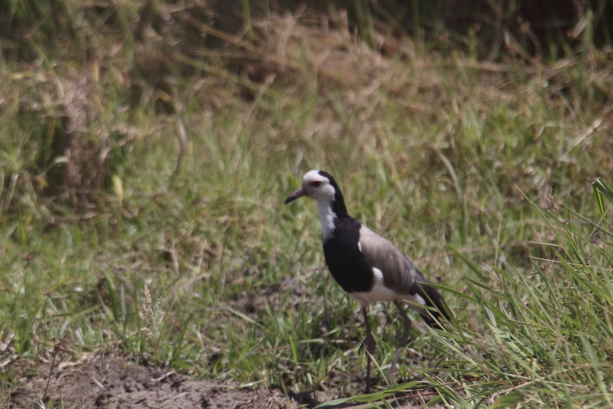 Long-toed Lapwing - ML646733117