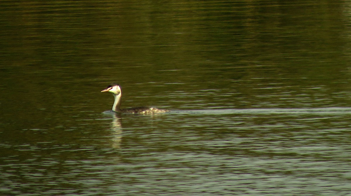 Great Crested Grebe - ML646733120