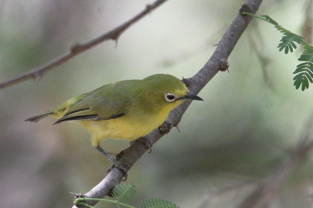Pale White-eye - ML646733121