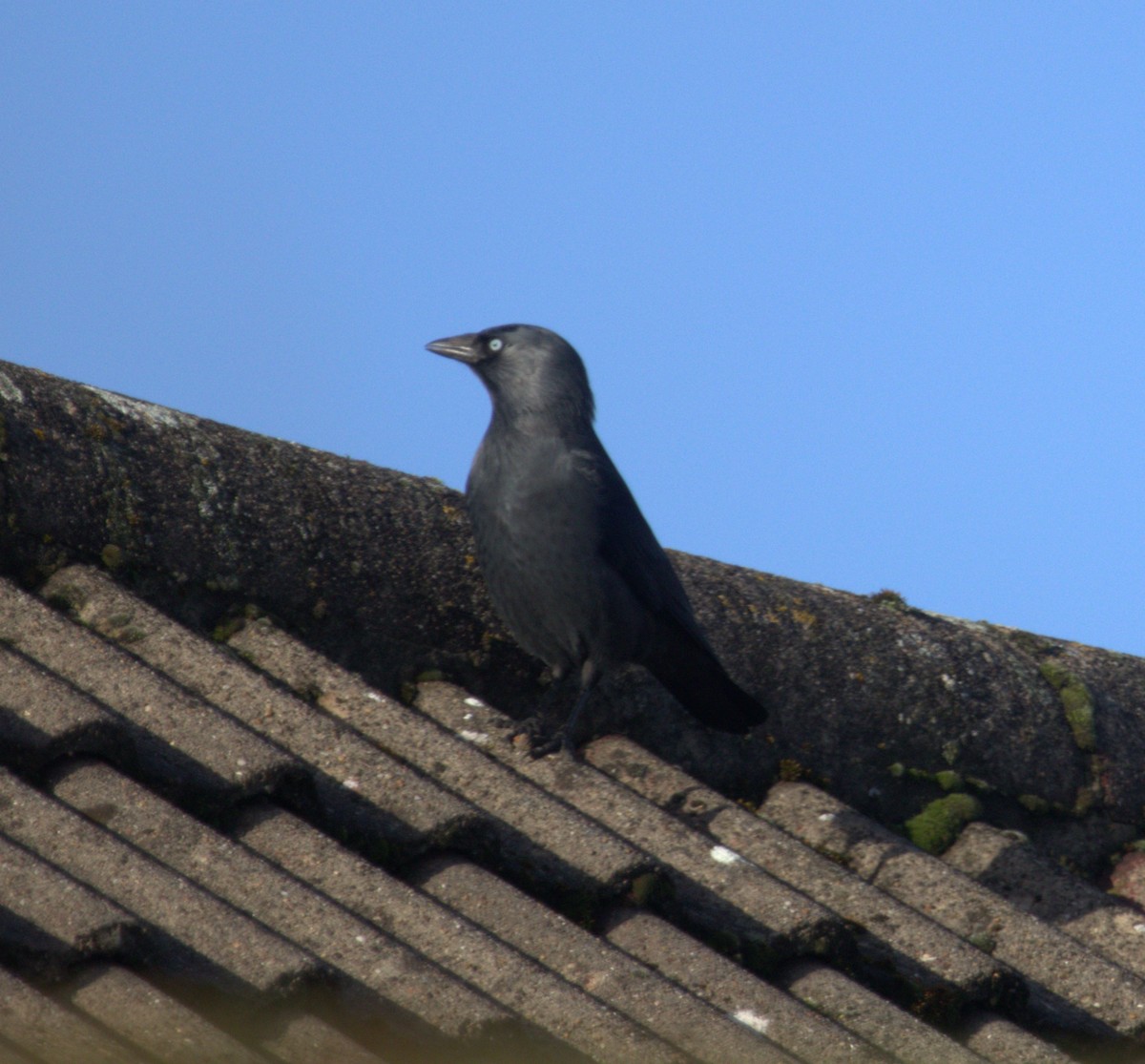 Eurasian Jackdaw - ML646733122