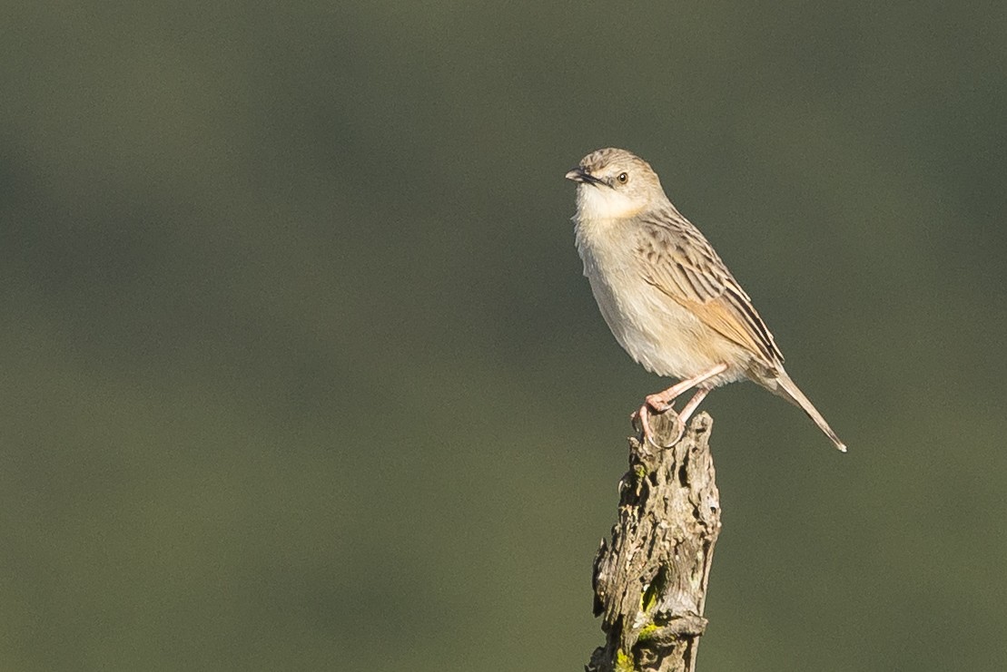 Croaking Cisticola - ML646733123