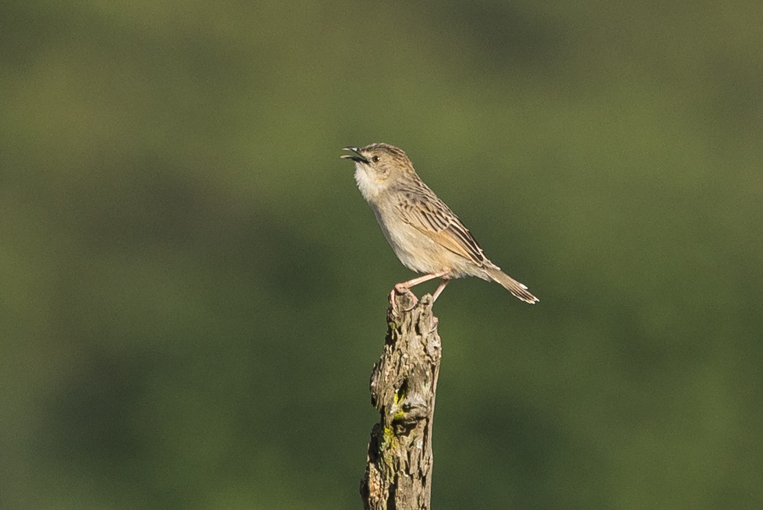 Croaking Cisticola - ML646733124