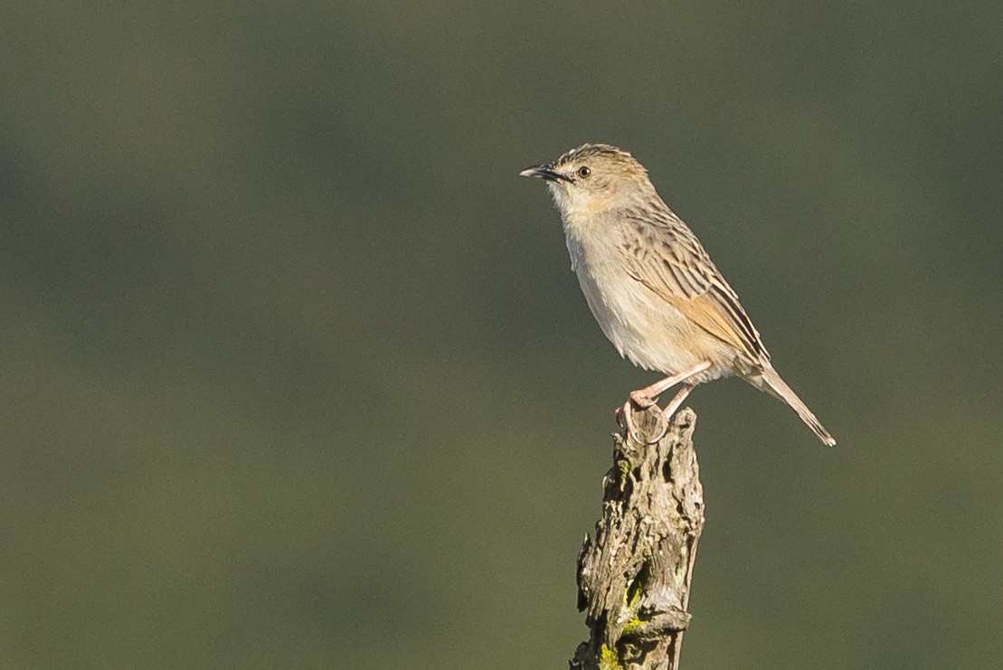 Croaking Cisticola - ML646733125
