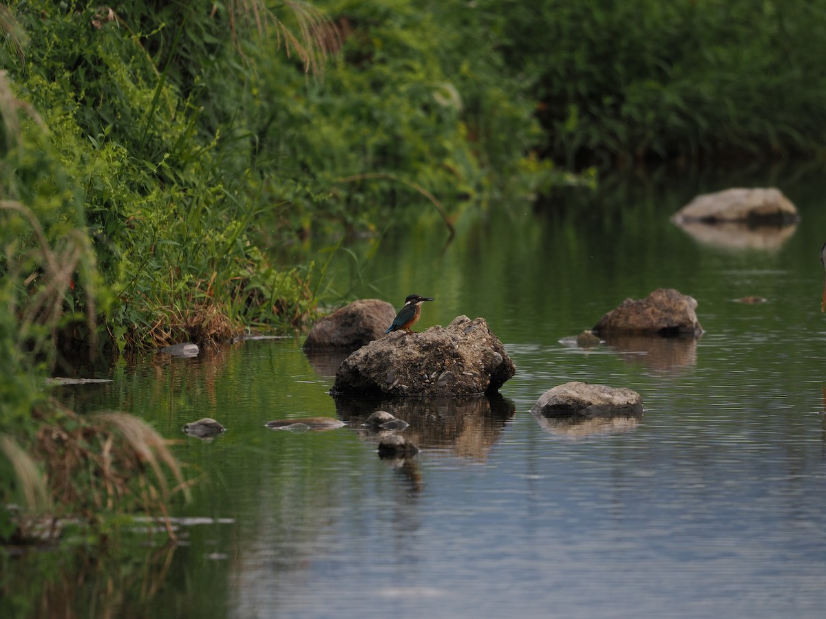 Common Kingfisher - ML646733127