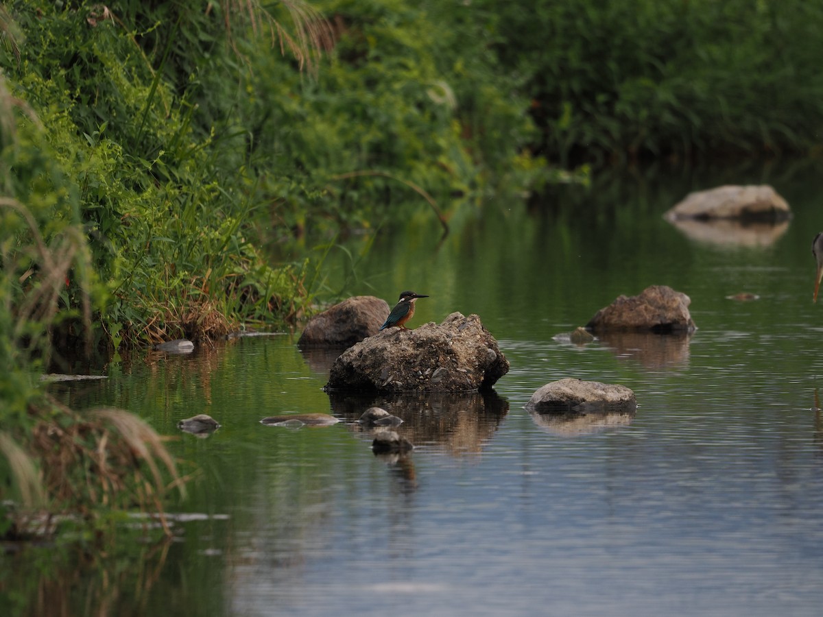Common Kingfisher - ML646733128