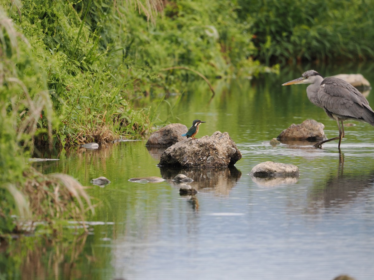 Common Kingfisher - ML646733129