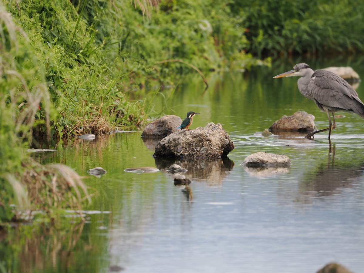 Common Kingfisher - ML646733130