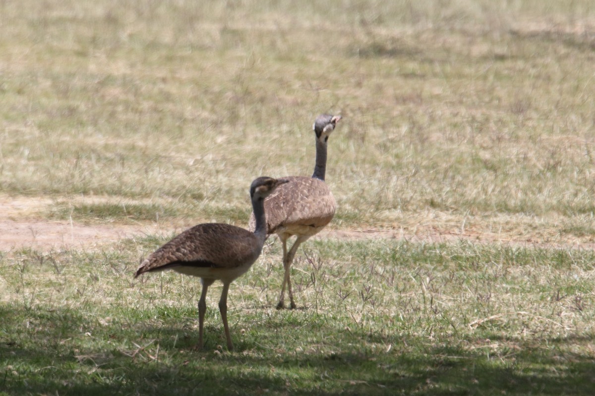 White-bellied Bustard - ML646733132