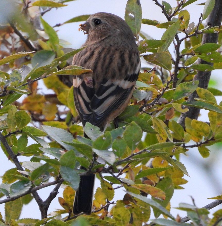 Long-tailed Rosefinch - ML646733133