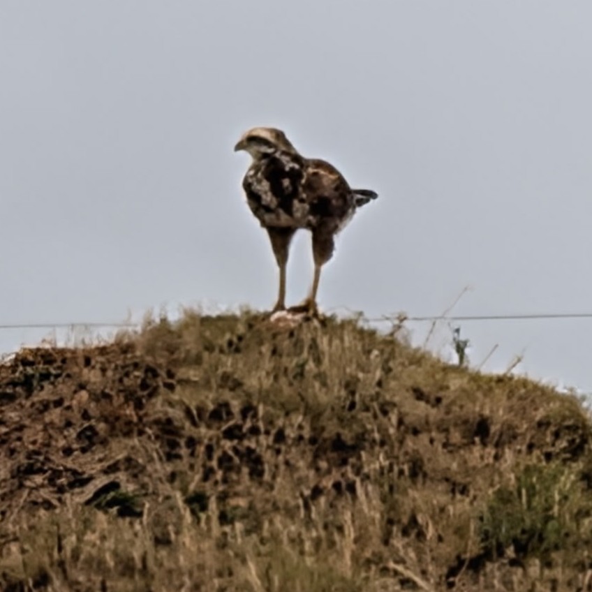 Long-winged Harrier - ML646733138