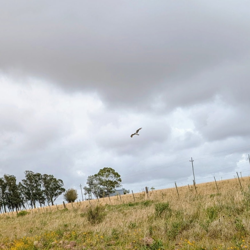 Long-winged Harrier - ML646733139