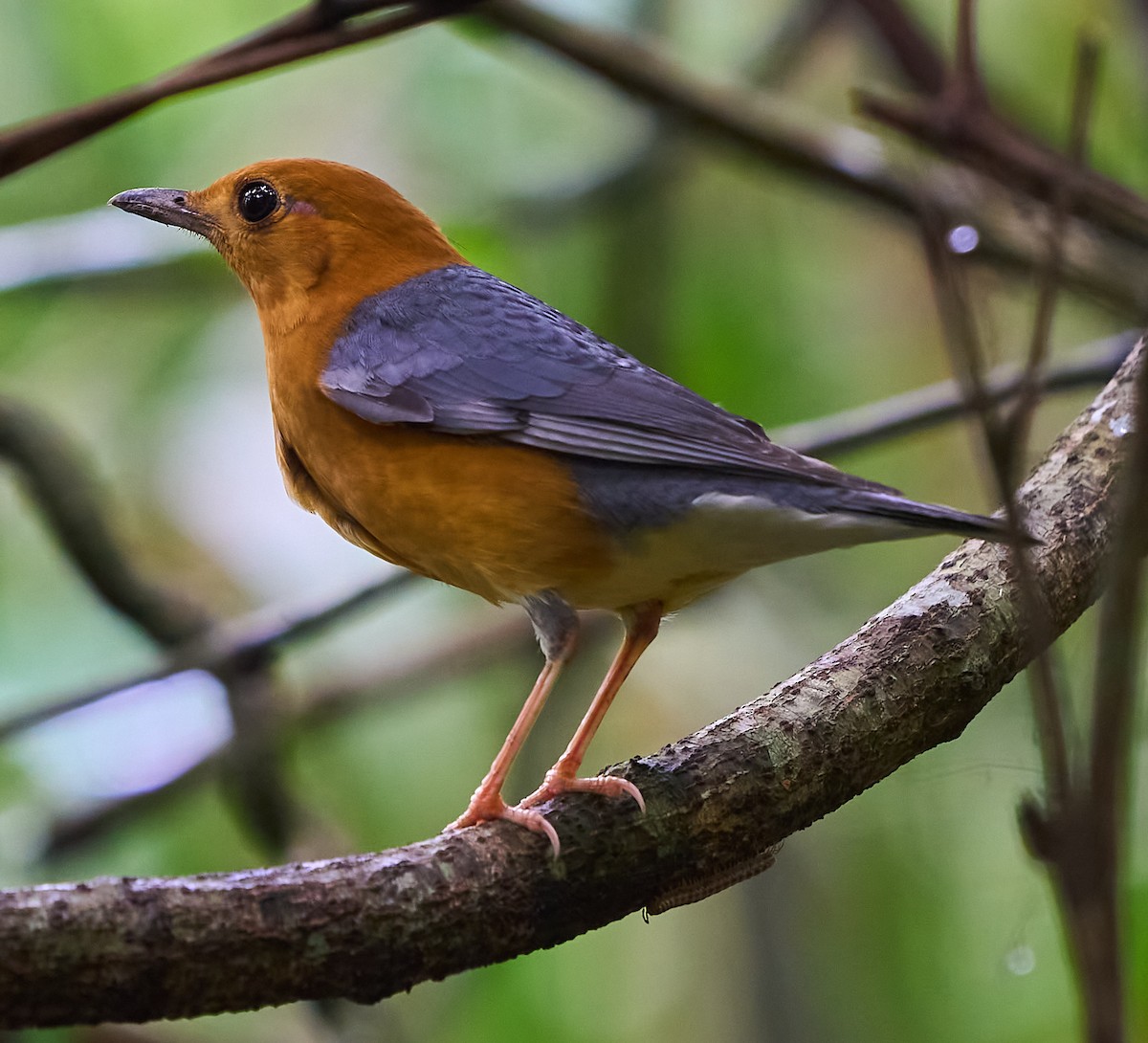 Orange-headed Thrush - ML646733140