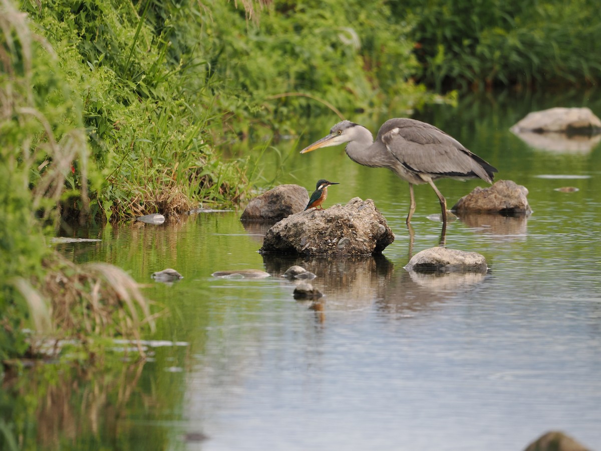 Common Kingfisher - ML646733142