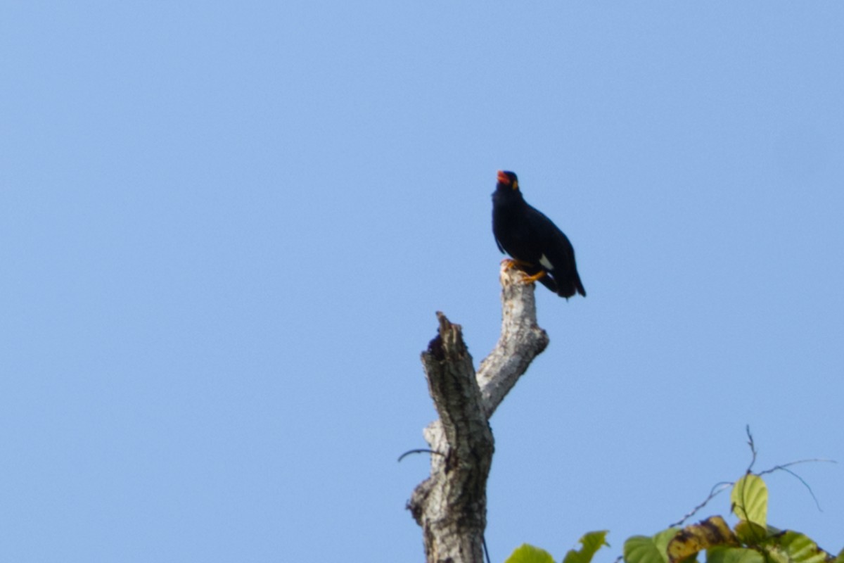 Common Hill Myna - ML646733143