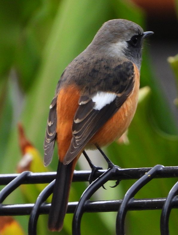 Daurian Redstart - ML646733146