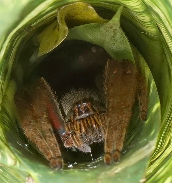 Tiger Bromeliad Spider - ML646733150