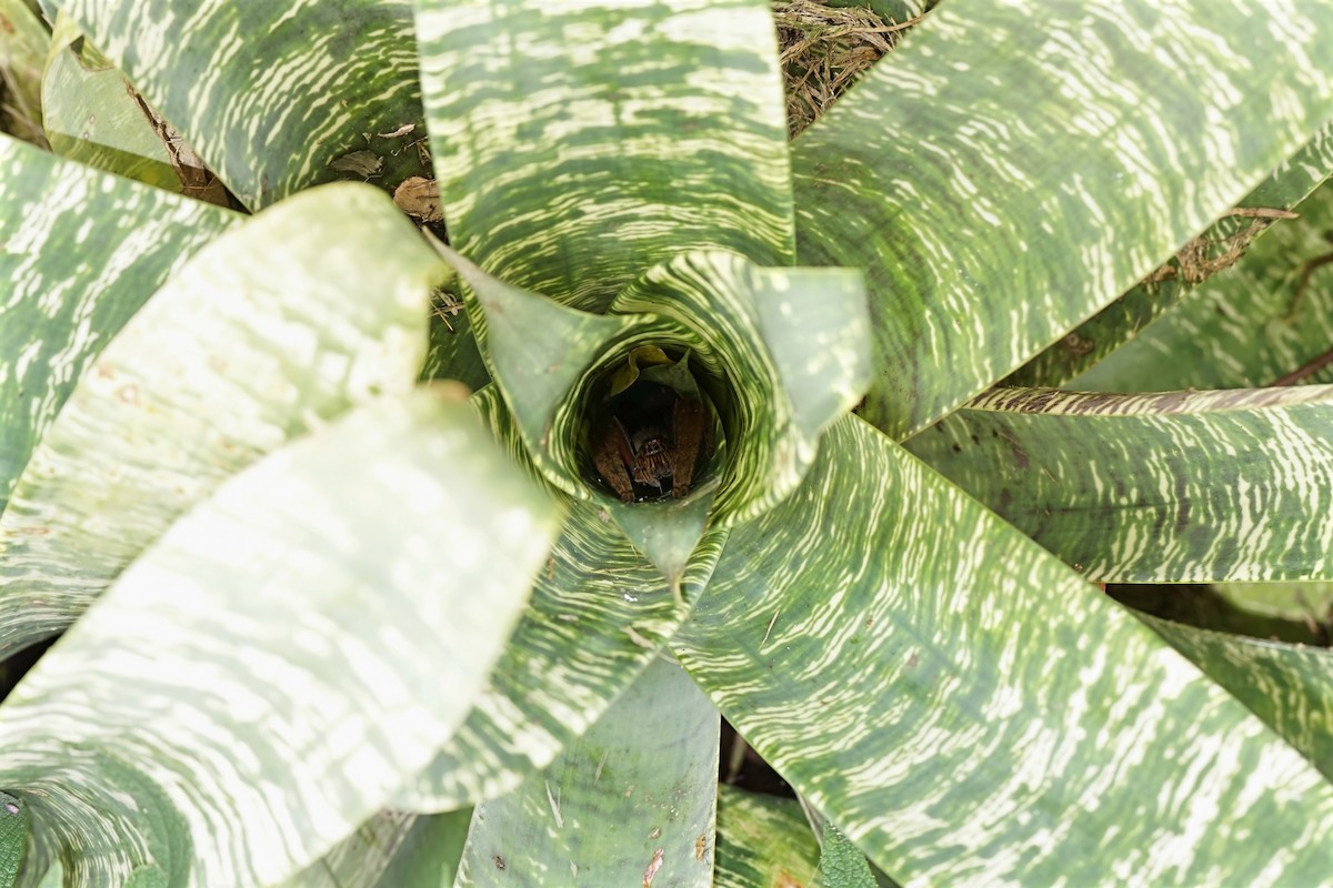 Tiger Bromeliad Spider - ML646733151