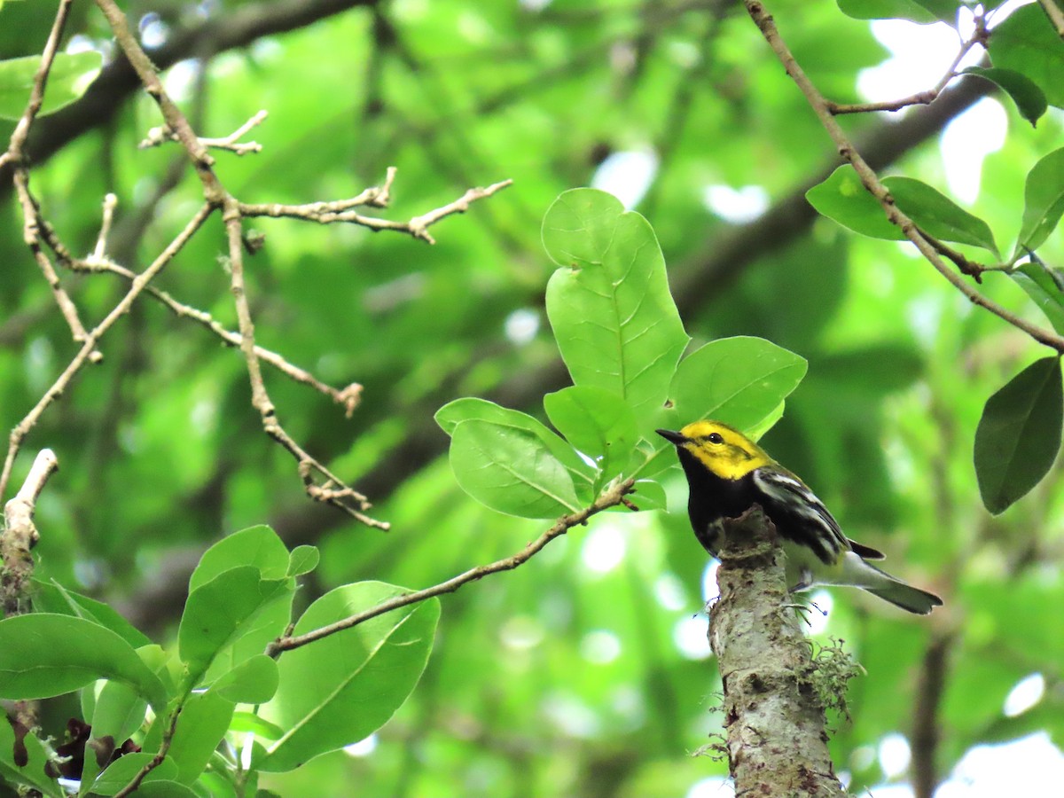 Black-throated Green Warbler - ML646733153