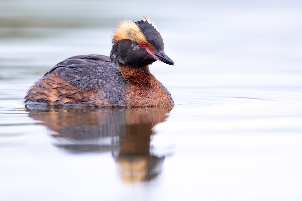 Horned Grebe - ML646733154