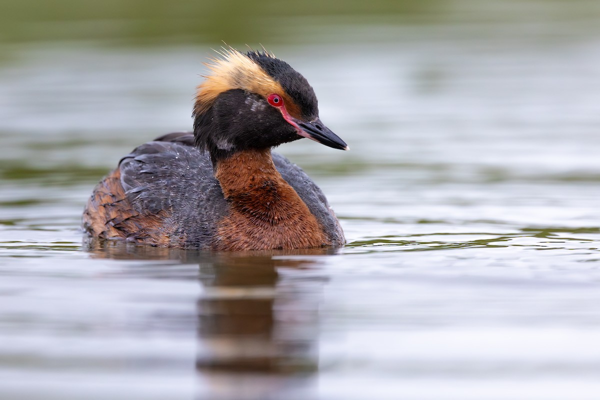 Horned Grebe - ML646733155
