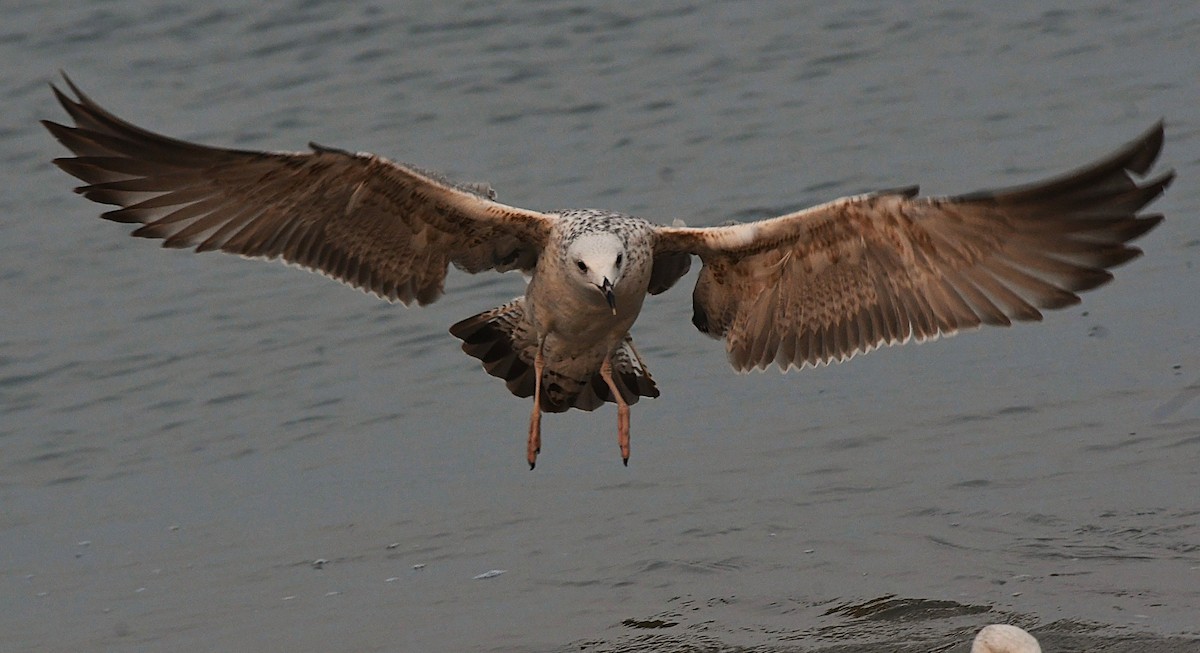 sildemåke - ML646733177