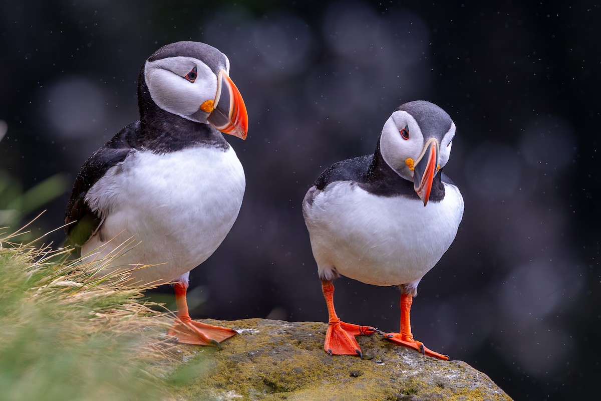 Atlantic Puffin - ML646733182