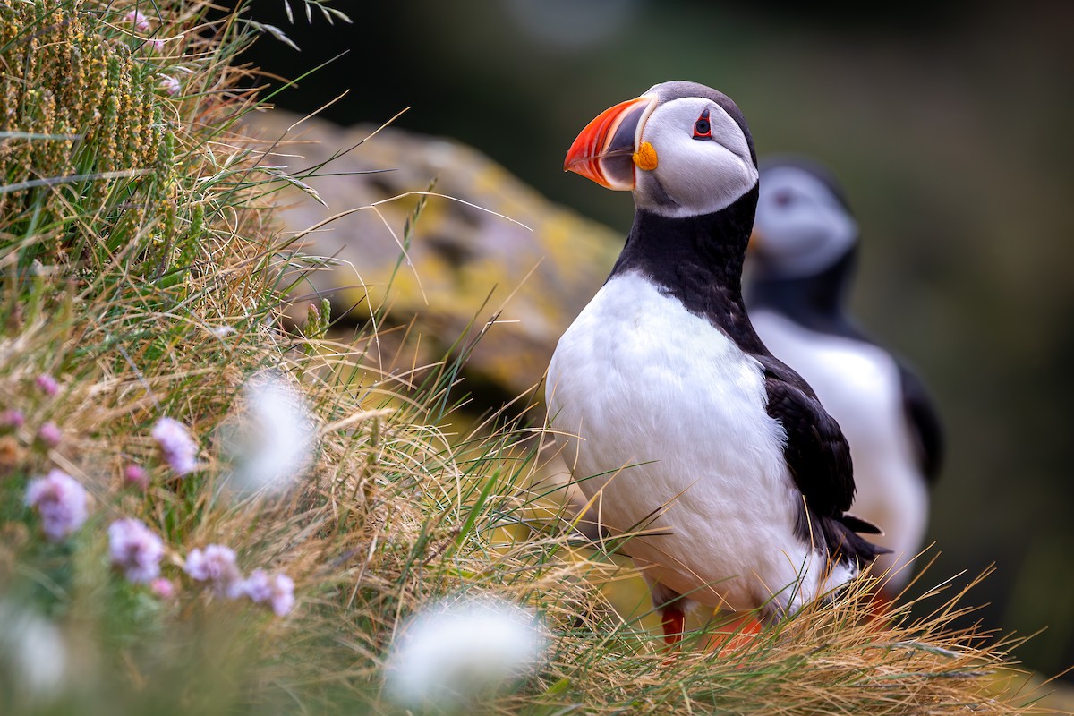 Atlantic Puffin - ML646733183