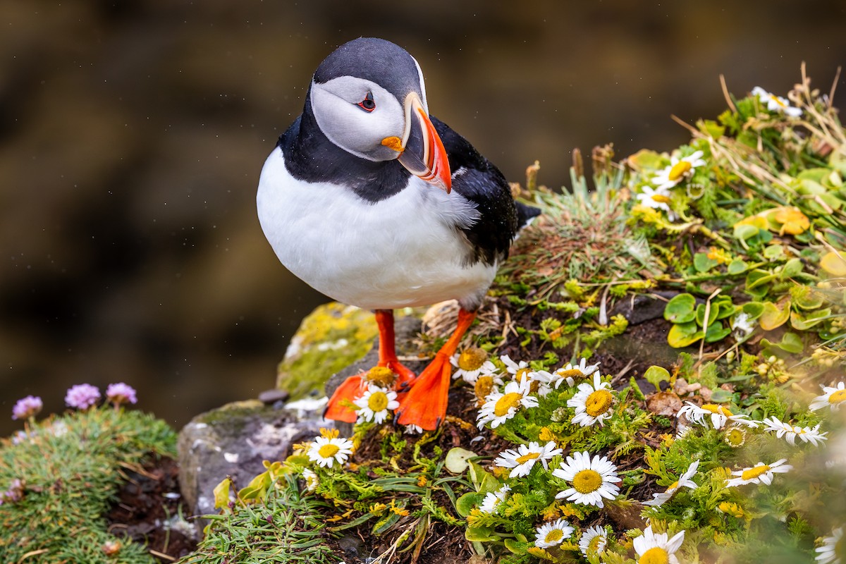 Atlantic Puffin - ML646733184