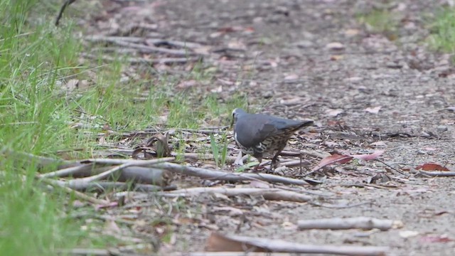 Wonga Pigeon - ML646733186