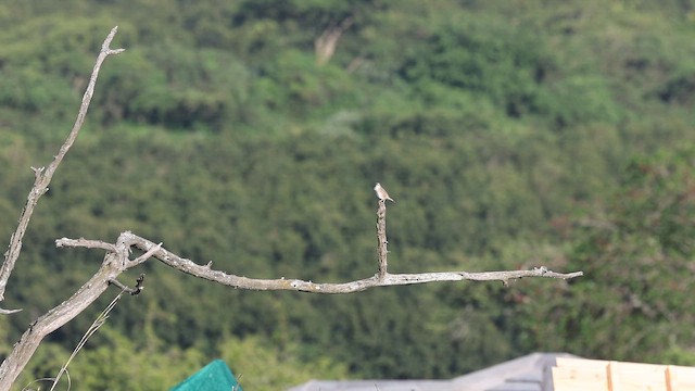 Natal Yelpazekuyruğu - ML646733188