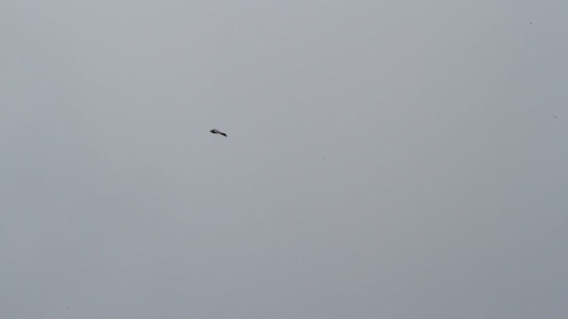 Sakallı Akbaba - ML646733189