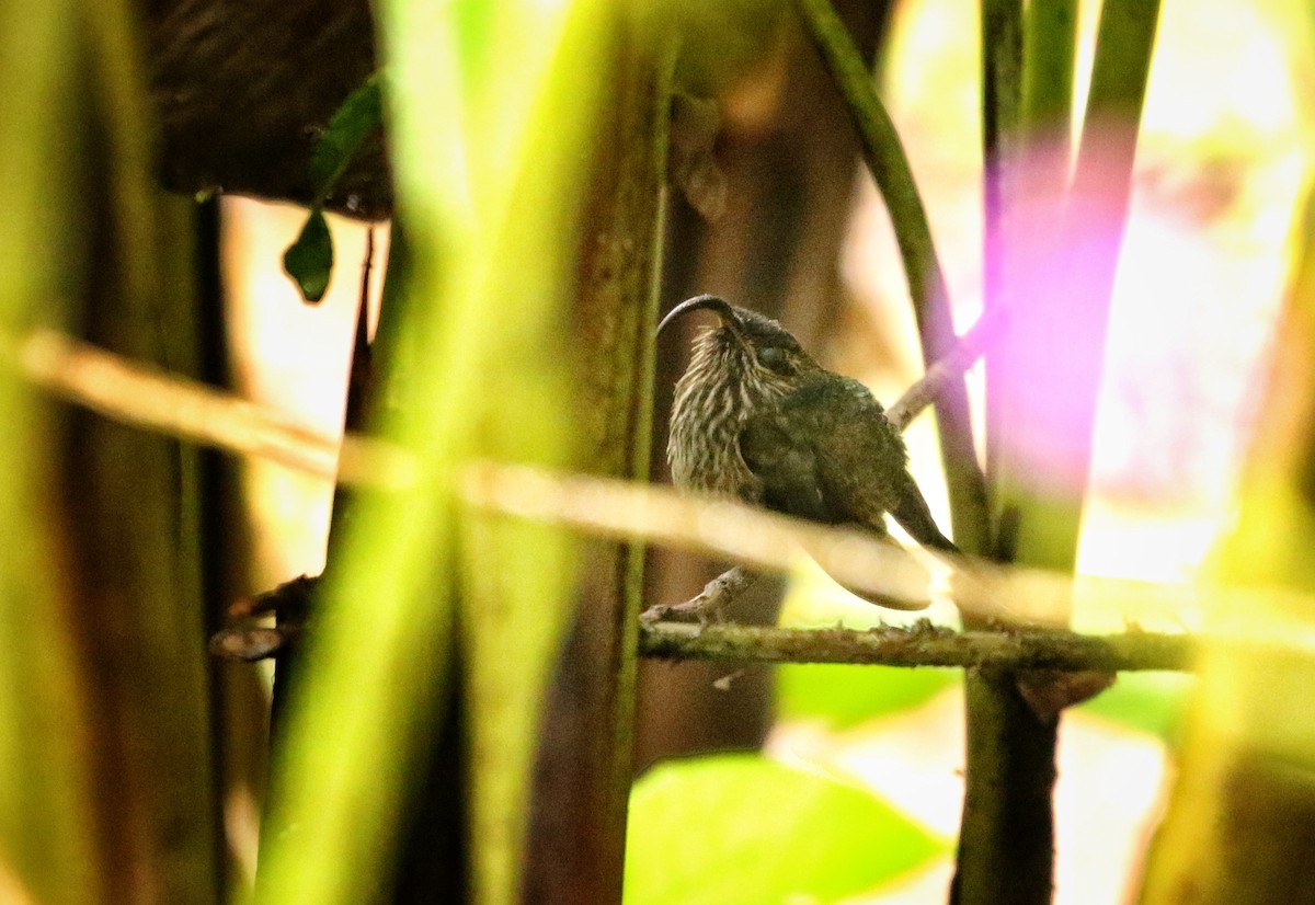 Buff-tailed Sicklebill - ML646733192