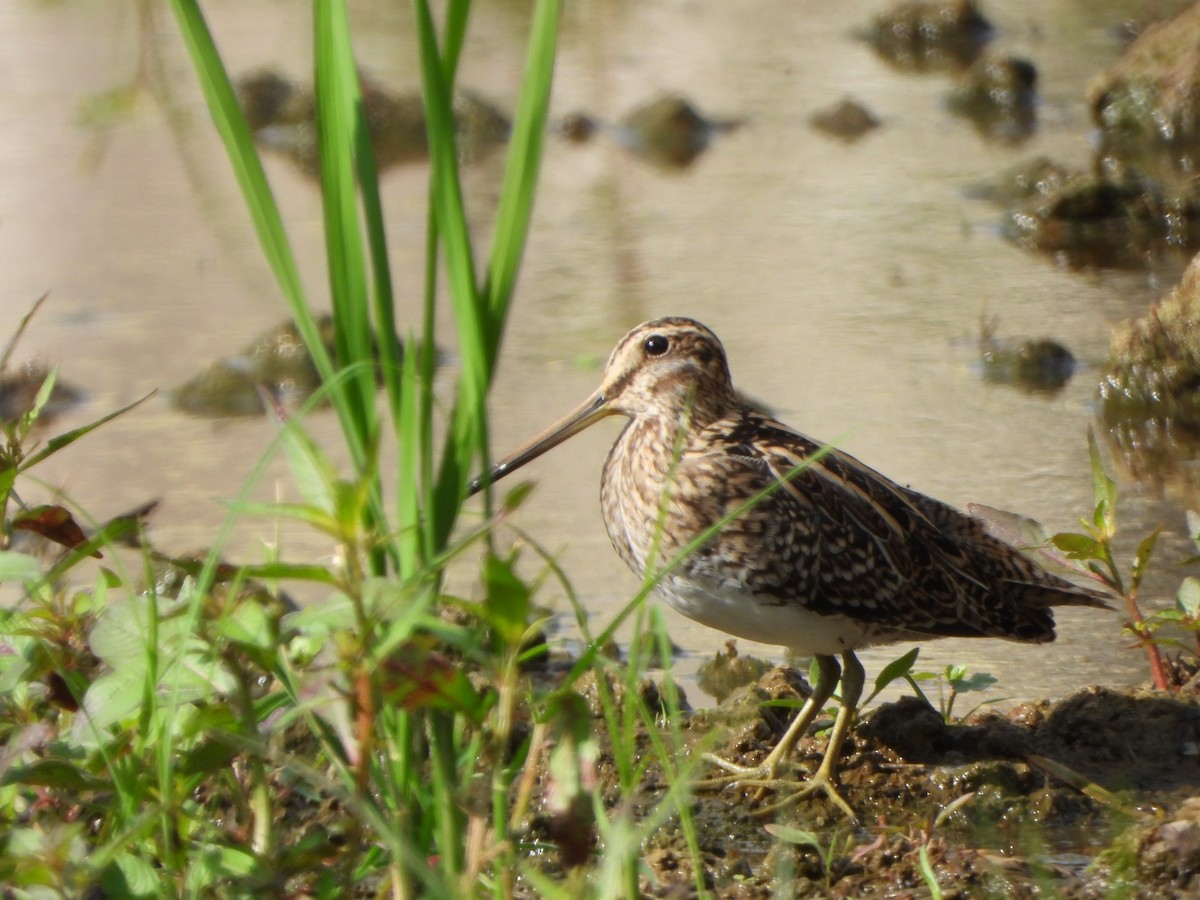 Agachadiza Común - ML646733193