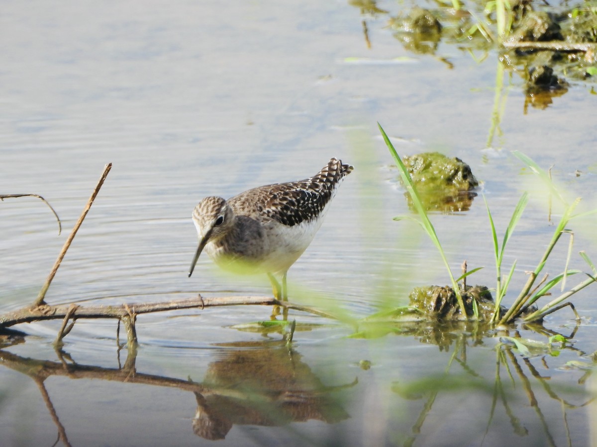 Wood Sandpiper - ML646733194
