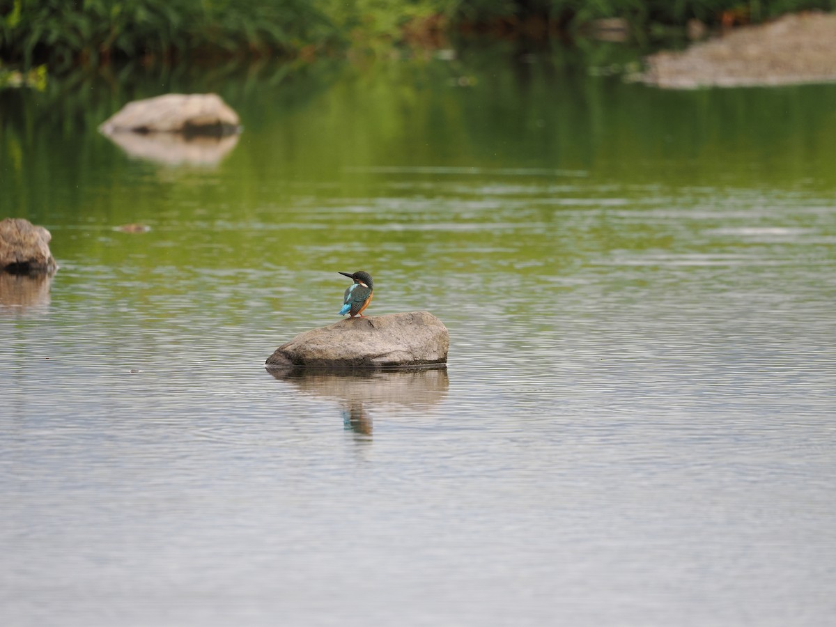 Common Kingfisher - ML646733196