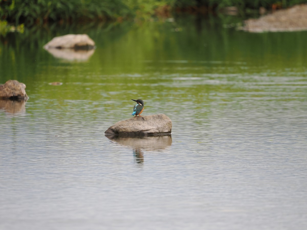 Common Kingfisher - ML646733197