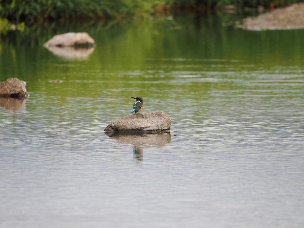 Common Kingfisher - ML646733198