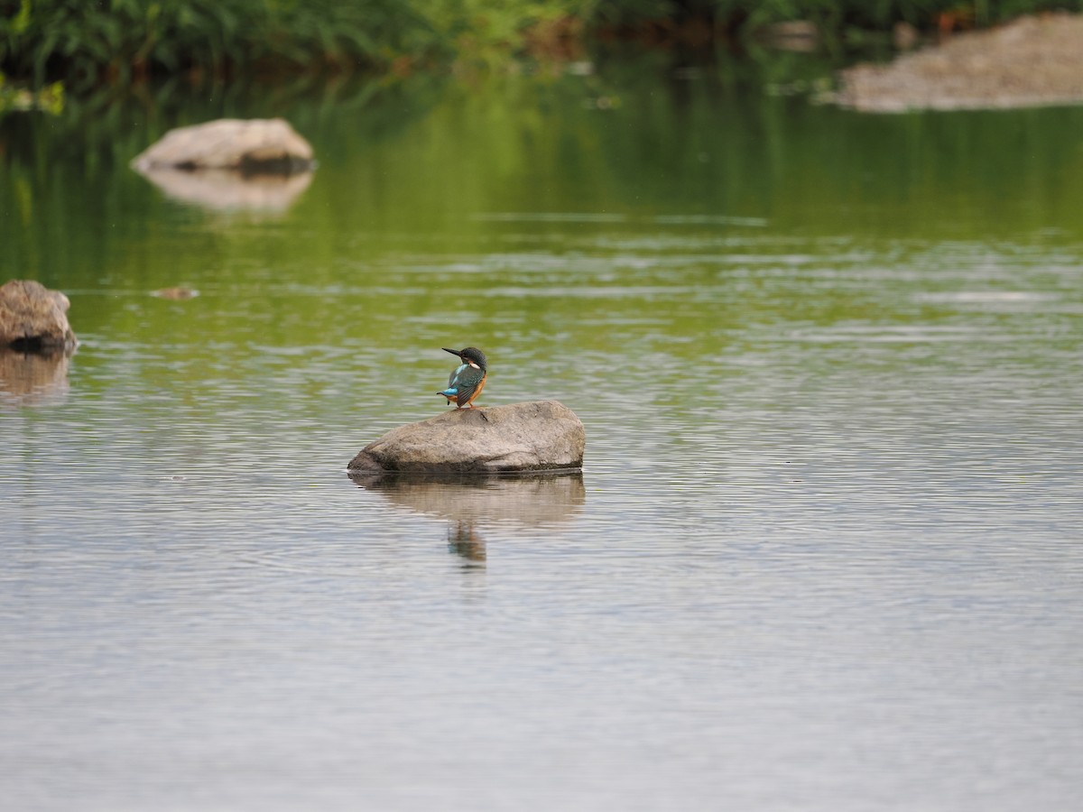 Common Kingfisher - ML646733199