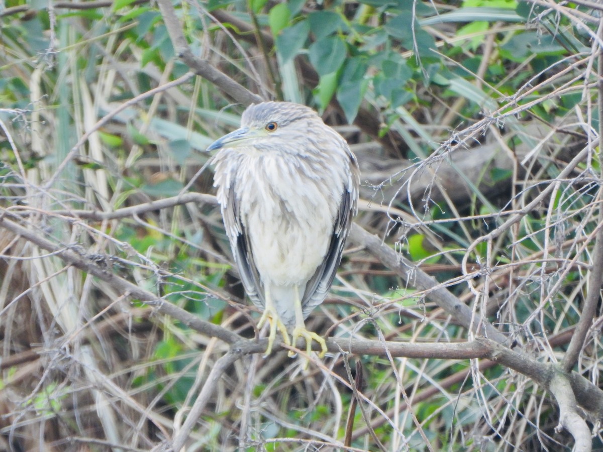 Black-crowned Night Heron - ML646733200