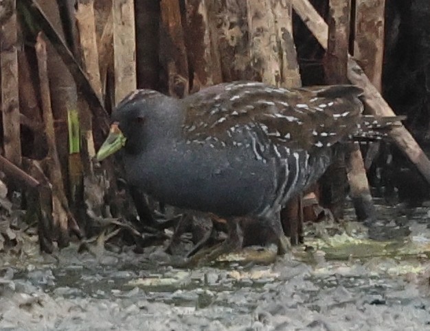 Flusssumpfhuhn - ML646733204