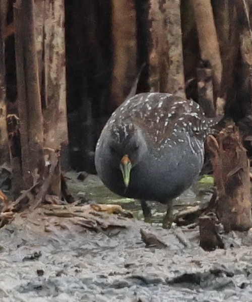 Flusssumpfhuhn - ML646733205