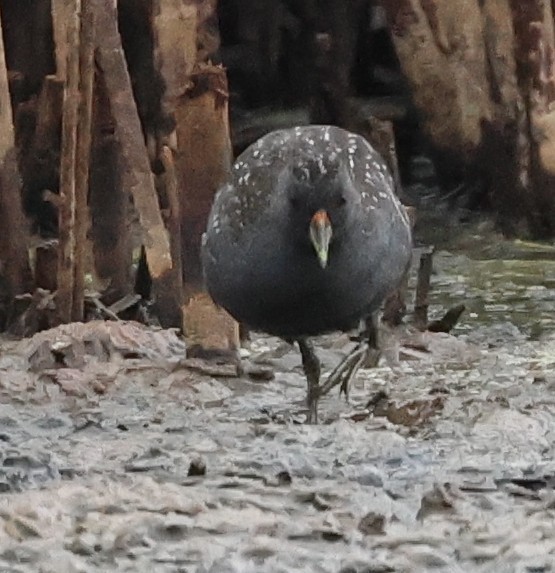 Flusssumpfhuhn - ML646733206