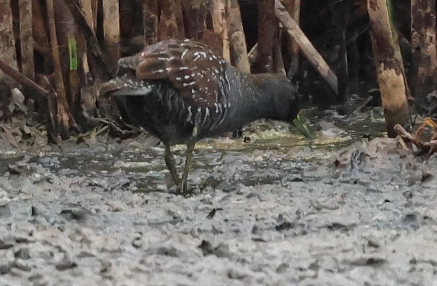 Flusssumpfhuhn - ML646733207