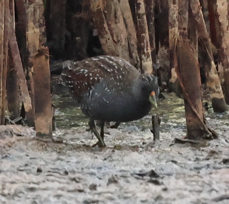 Flusssumpfhuhn - ML646733208