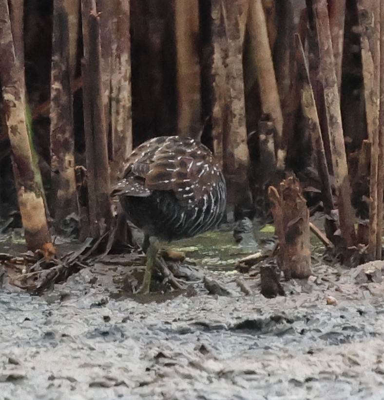 Flusssumpfhuhn - ML646733209