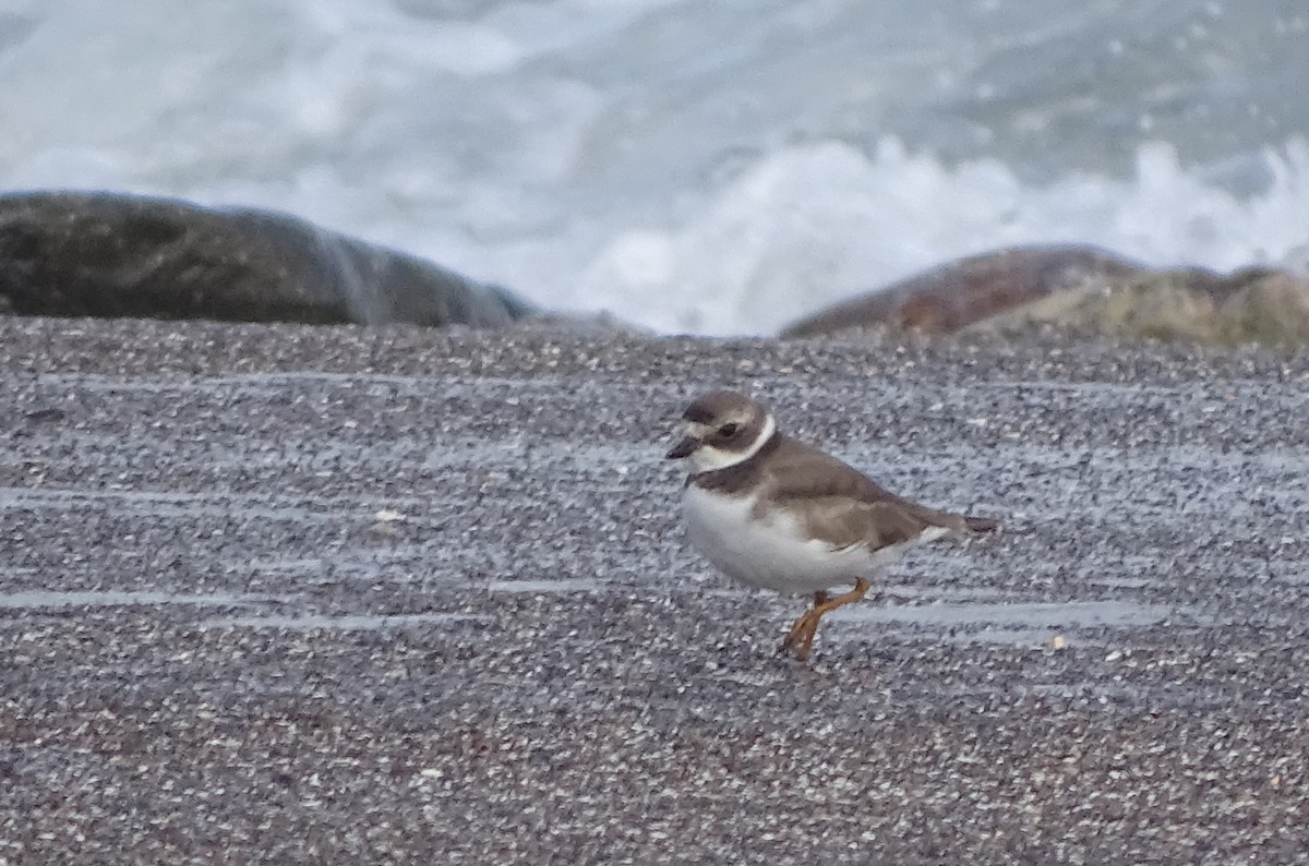 Semipalmated Plover - ML64673321