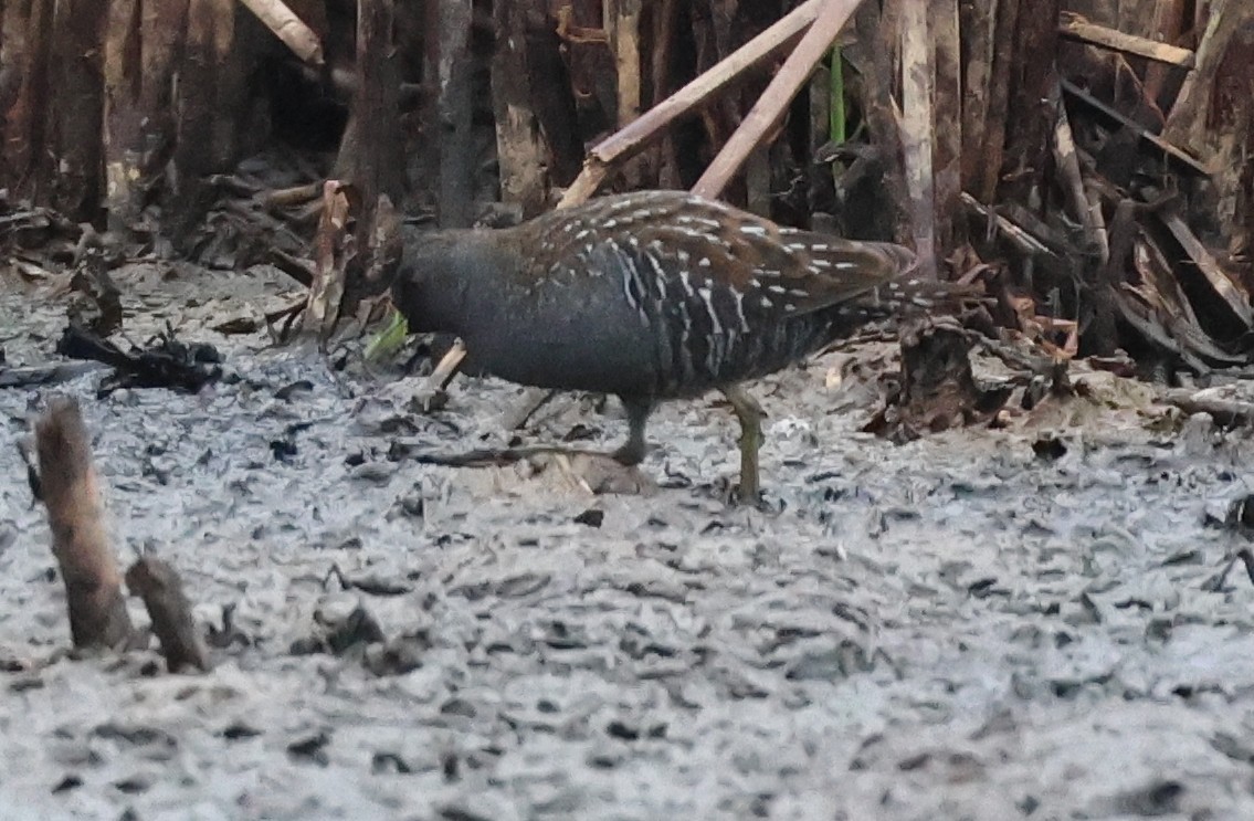 Flusssumpfhuhn - ML646733210