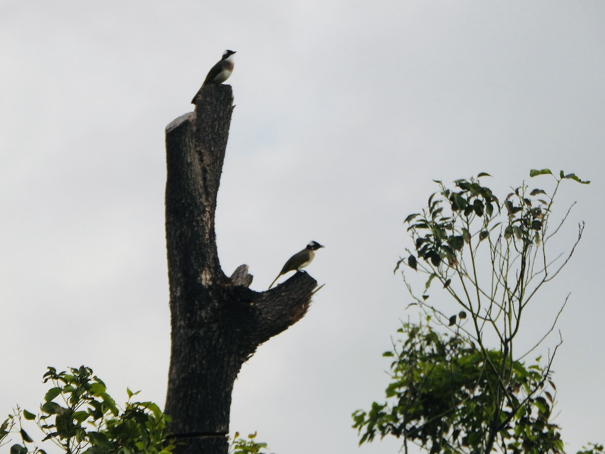 Light-vented Bulbul - ML646733218